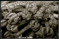 Black and White image of soft coral closed, Similan Islands. by Kaye Smith 